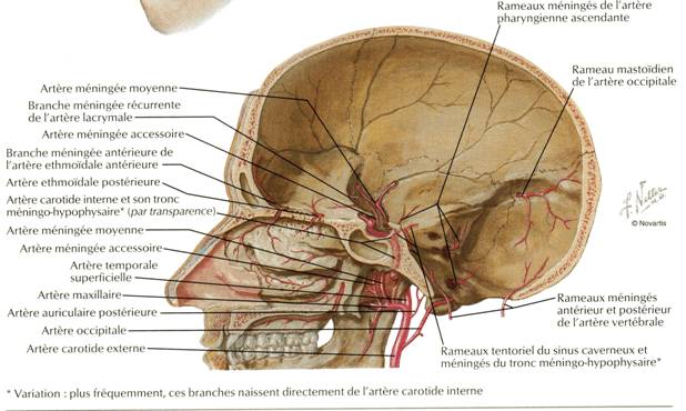 Fig. 8 - Artère carotide interne